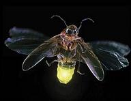 firefly