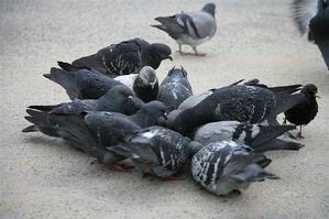 Pigeons and Salespeople