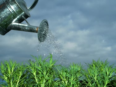 grow-blog-subscribers